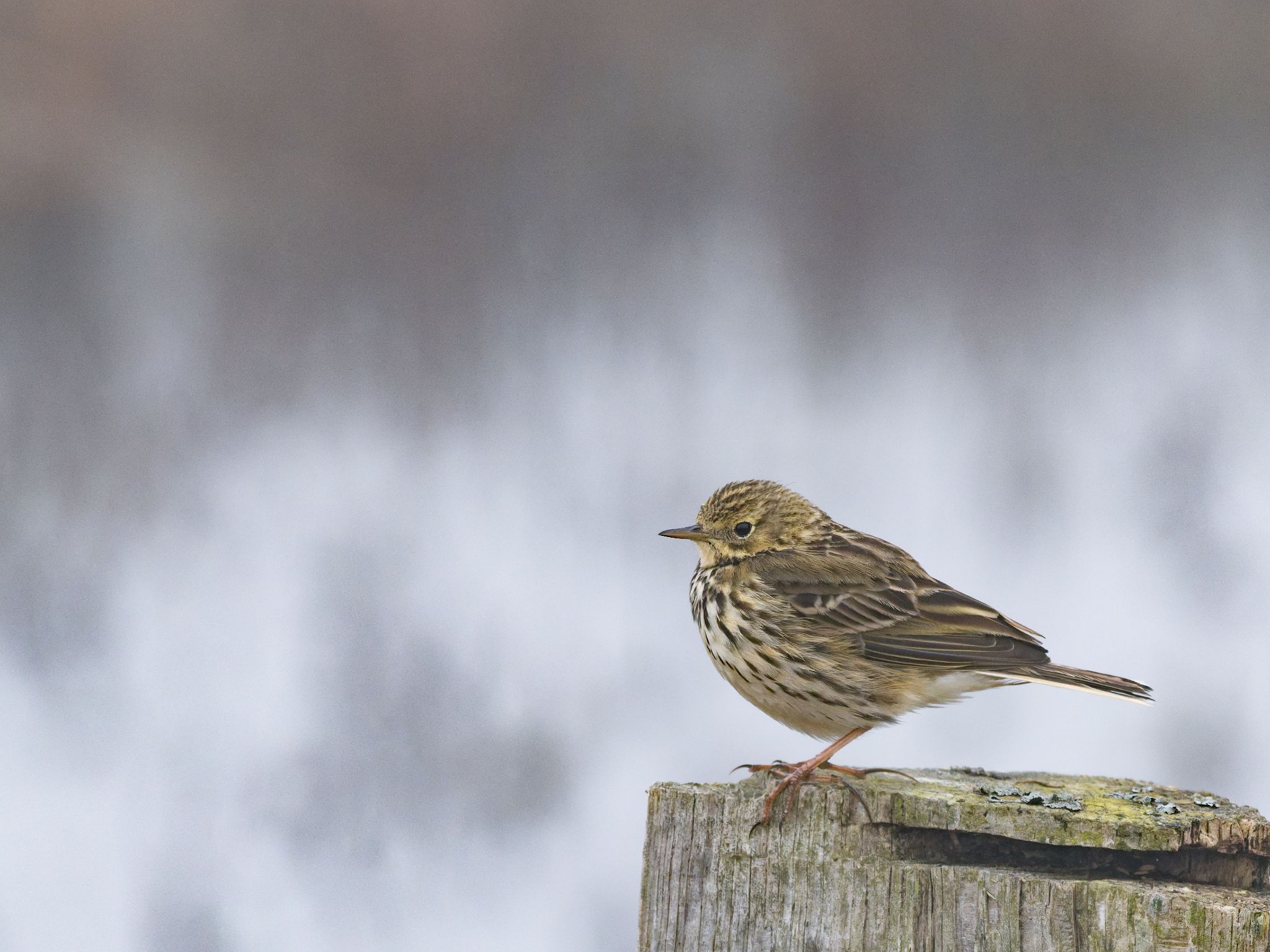 260321 1042 J  1JR0203 DxO DeepPRIME 3